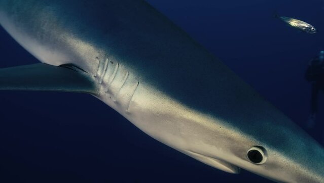 Large Blue Shark swimming next to diver with flash photography and light rays in the background