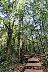 The hiking trail in the forest of Thailand.
