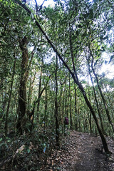 Fototapeta premium The hiking trail in the forest of Thailand.