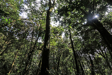 Fototapeta premium The hiking trail in the forest of Thailand.