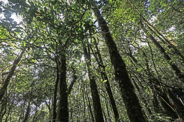 The hiking trail in the forest of Thailand.