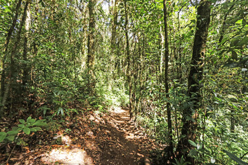 The hiking trail in the forest of Thailand.
