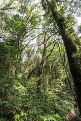 The hiking trail in the forest of Thailand.