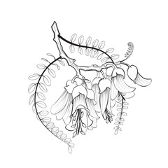 Kōwhai New Zealand Native Plant Vector Line Art Illustration