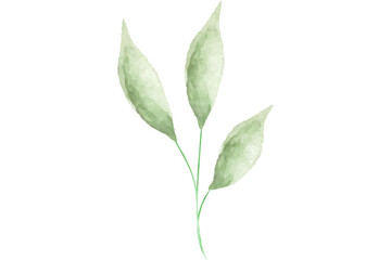 Fototapeta premium Watercolor Green Leaf For Wedding Decoration