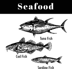 Fototapeta premium Seafood drawing include tuna, cod & sardine fish look so delicious!