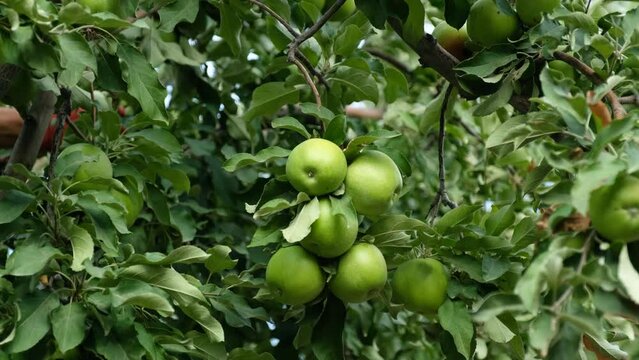 Farmers Harvesting Green Apples