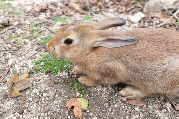 餌を食べるかわいい野ウサギ