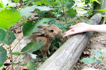 Obraz premium 餌を食べるかわいい野ウサギ