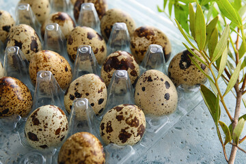 Plastic holder with fresh quail eggs on color background, closeup