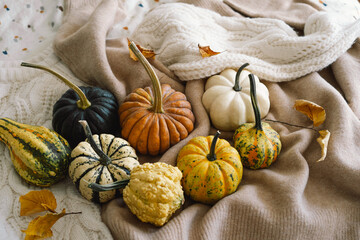 Multicolored pumpkins and dry autumn leaves on wooden background. Flat lay, top view for Autumn, fall, Thanksgiving concept. .Autumn background