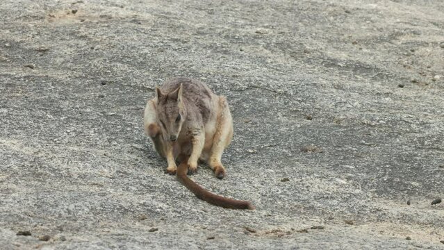 a mareeba rock-wallaby sits and scratches its head at granite gorge near mareeba of qld, australia