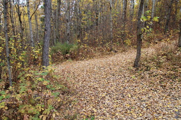 autumn leaves on the ground