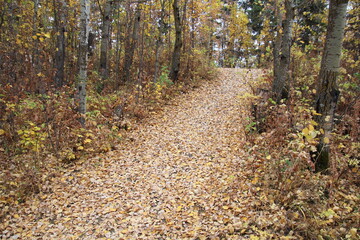 trail in the woods, Elk Island National Park, Alberta