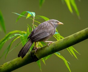 Yellow-billed babbler