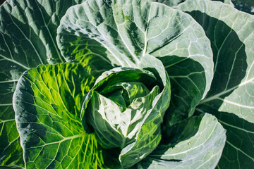 Obraz premium Close up head of cabbage