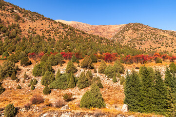 Mountain slope covered with trees with autumn red leaves. Warm sunny autumn day.
