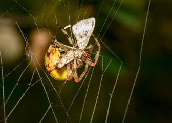 A close-up view of a spider on a web that has just caught a butterfly