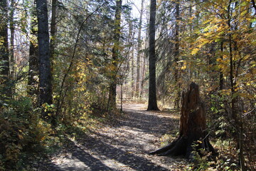 autumn in the forest, Whitemud Park, Edmonton, Alberta