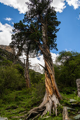 Tree with the turned body in Daocheng, Yading, Sichuan, China, copy space for text, wallpaper, background