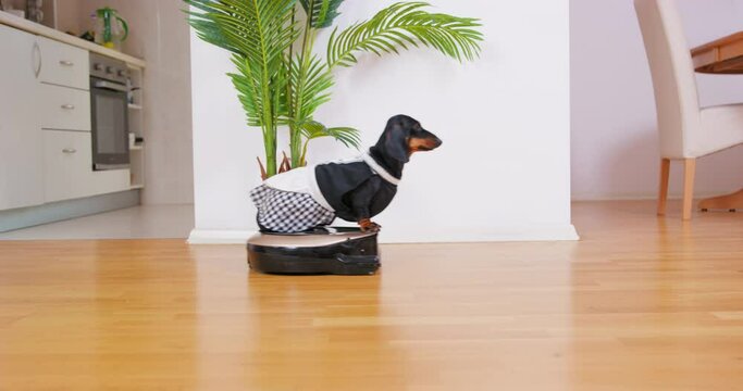 Dachshund dog wearing black and white maid costume rides robot vacuum cleaner about room. Pet rides back and forth along corridor in light apartment