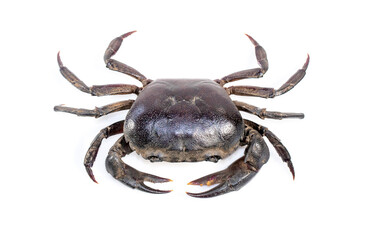 Image of crab (Field crab) isolated on white background. Food. Animal.
