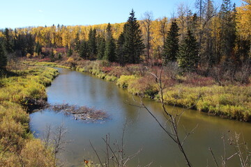 Fototapeta premium Fall Along The Creek, Whitemud Park, Edmonton, Alberta