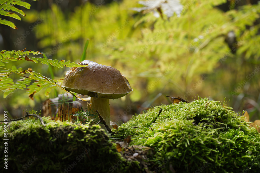 Wall mural boletus edulis, known as the cep, porcino or penny-bun bolete