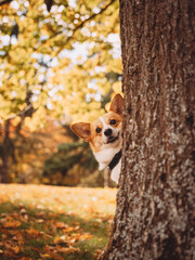 Corgi dog hiding behind a tree in autumn