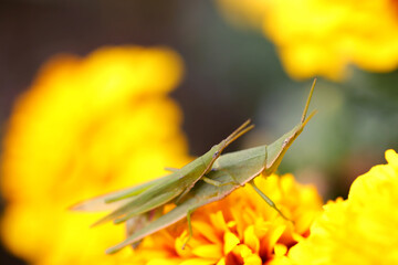 Female piggybacking male Onbu batta (Atractomorpha lata) grasshopper sitting on the yellow flowerhead. Sunny day close up macro photography.