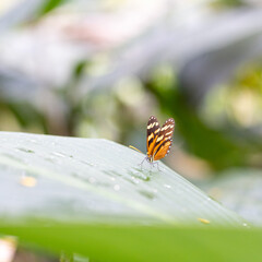 butterfly in jungle, Costa Rica