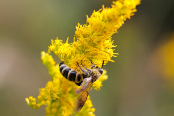 Mukashi hanabachi, Colletes (Colletes) babai, collecting nectar from yellow goldenrod flowers. Close up macro photograph.