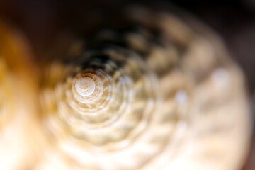 Sea conch spiral shell pattern, high magnification macro photography.