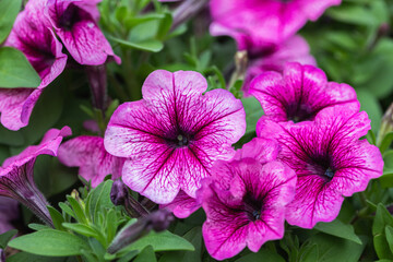 Beautiful petunia flowers in the garden at spring time (Petunia Grandiflora)