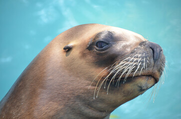 Obraz premium Close-up on a seal's face on a beautiful day