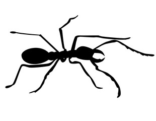 Illustration of an ant silhouette on white background