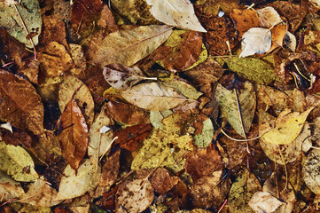 Autumn background of fallen leaves in a puddle. Orange, yellow and green autumn foliage shades.