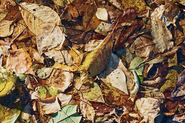 Autumn background of fallen leaves in a puddle. Orange, yellow and green autumn foliage shades.