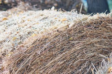 Rolls of hay. Preparation of food for herbivores. The circus has arrived. Autumn evening.
