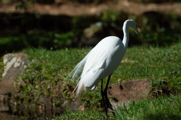 An egret in a pond at Redenção park (Porto Alegre, Rio Grande do Sul, Brazil)