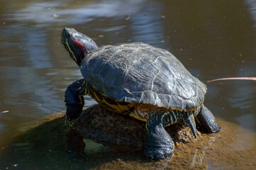Obraz premium A turtle in a pond at Redenção park (Porto Alegre, Rio Grande do Sul, Brazil)