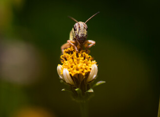 Insecto sobre una flor amarilla con el fondo borroso