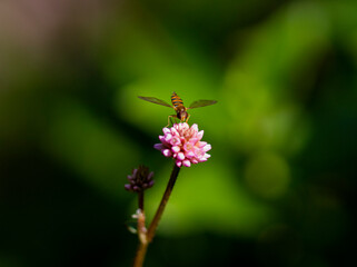 Insecto sobre una flor rosa con el fondo borroso
