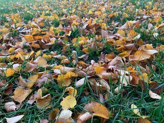 fallen autumn leaves