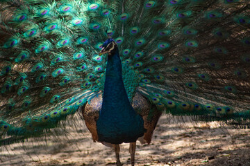 Obraz premium Pavo real