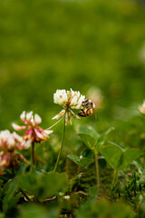 Una abeja en una flor 1