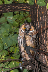 great horned owl