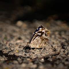 Mariposa posada
