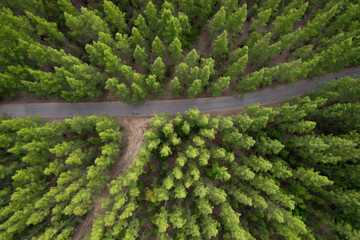 Aerial view green forest landscape  aerial natural scenery of pine trees and contrasting road path country path through pine trees adventure travel concept