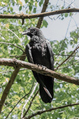 crow on a branch